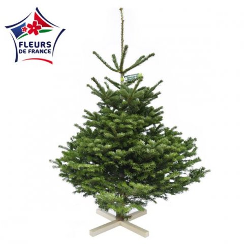 Sapin Nordmann 125/150 1er Choix extra, vendu seul, sans pied