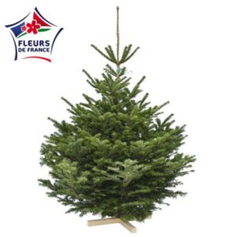 Sapin Nordmann 150/175 1er Choix extra, vendu seul, sans pied