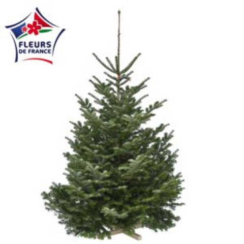 Sapin Nordmann 200/250 1er Choix extra, vendu seul, sans pied