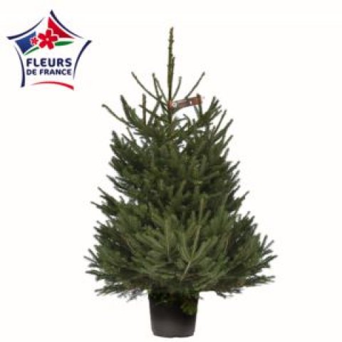 Sapin Epicea 100/150 vendu seul, sans pied
